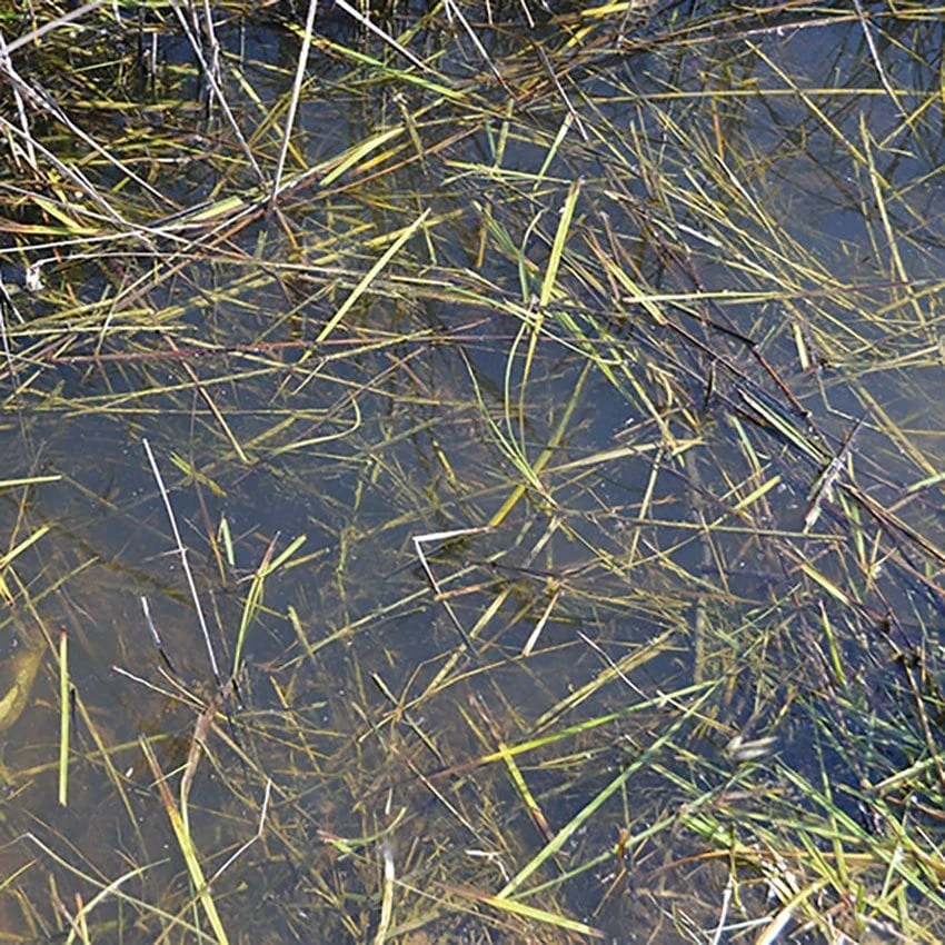 AK Still Water (250ml) / Efekt vody